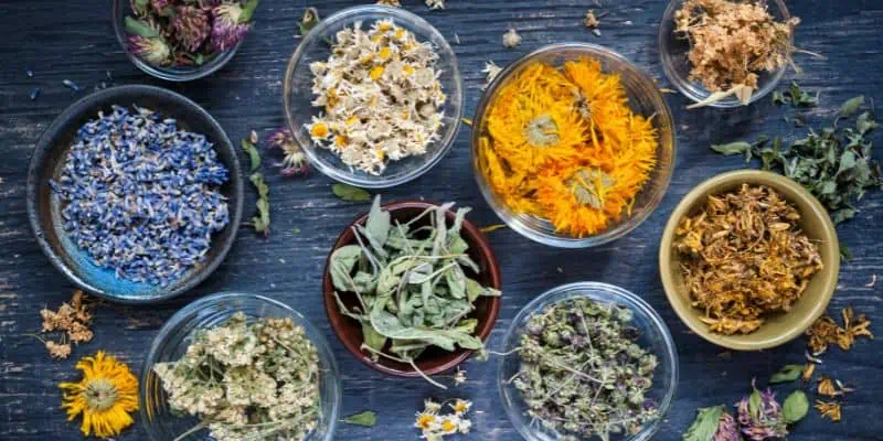 On a blue wooden table background, a series of bowls containing different herbs and adaptogens are spread across the table showing their vibrant colors ranging from greens to blues, yellows and more.
