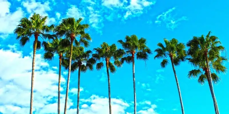 On the topic of whether you can carry a gun into a dispensary in Florida, this photo depicts 9 palm trees against a bright blue summer sky.