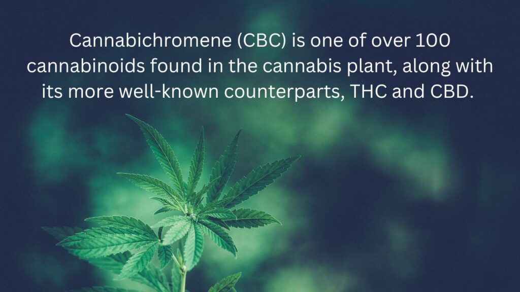 This photo displays a cannabis flower plant with text that reads "Cannabichromene (CBC) is one of over 100 cannabinoids found in the cannabis plant, along with its more well-known counterparts, THC and CBD."