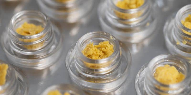 A batch of glass-like containers is filled with a golden-colored concentrate commonly known as crumble or wax.