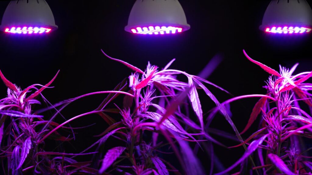 Three plants sit beneath a purple luminescent LED light inside one of many indoor cannabis grows.