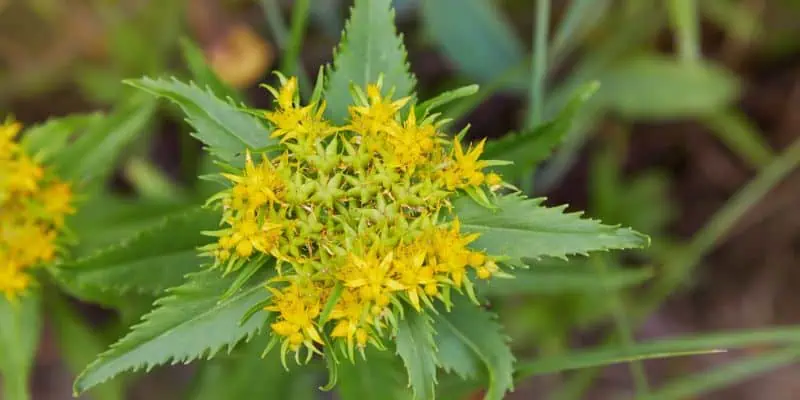 Zoomed into the Rhodiola, this image shows an up-close shot of the Rhodiola herb used for centuries to increase energy levels, reduce stress and boost mental performance.