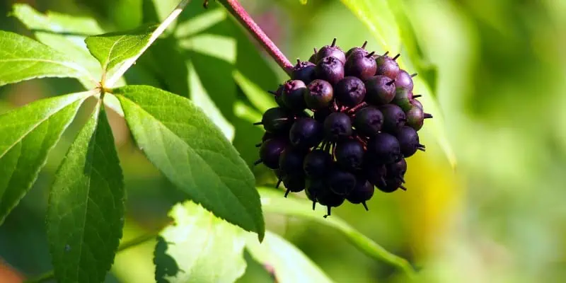 Beautifully displayed against the bright shining sun, this picture features Siberian Ginseng in all its glory, a powerful adaptogenic herb used for centuries to help the body cope with physical, mental, and emotional stress.