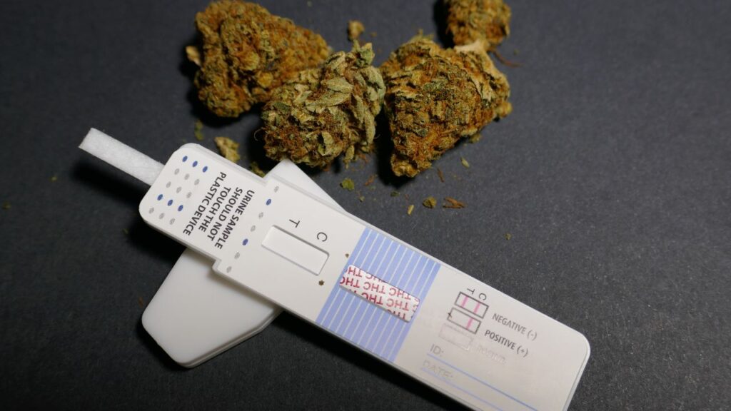 This image depicts three cannabis flower nugs next to a drug test kit.