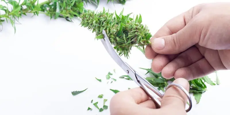 This photo shows a pair of hands trimming cannabis flowers to create shake.