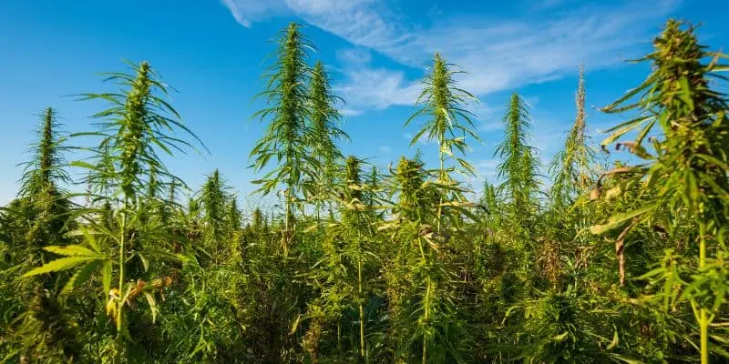 This photo shows what appears to be an organic cannabis farm outside as various marijuana plants stand tall against a sky blue background.