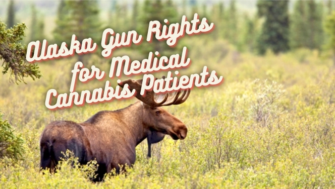 Alaska Gun Rights for medical cannabis patients is displayed on the image of a moose that stands in a grassy green plains.