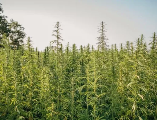 A vivid green hemp farm is seen close up with the beautiful white and blue sky in the background