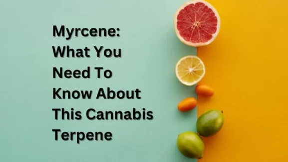 the words "myrcene: what you need to know about this cannabis terpene" are laid in black text against a teal background showing citrus fruits like oranges and mangoes.