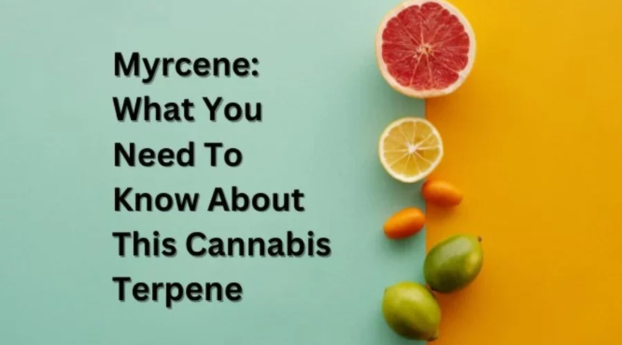 Myrcene: What You Need To Know About This Cannabis Terpene