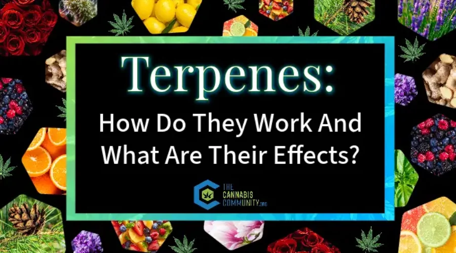 Terpenes: How Do They Work and What Are Their Effects?