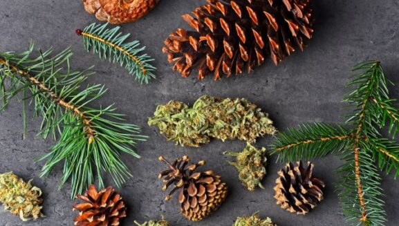 weed is laid on a wooden background among pine cones and needles from a pine tree to depict the terpenes found in marijuana and nature