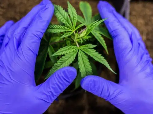 A pair of rubber gloved hands care for a feminized cannabis plant.