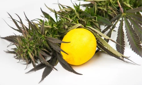 The terpene Limonene is found in various cannabis strains as well as common plants.