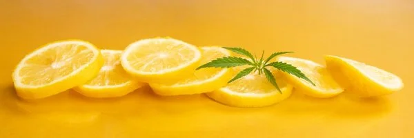 Limonene terpenes are found in the essential oils of various citrus fruits, such as oranges and lemons.
