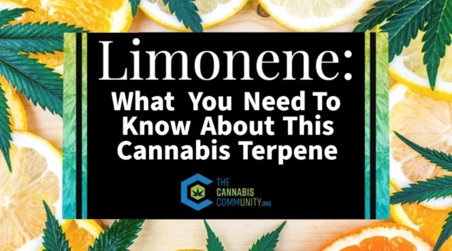 Limonene: What You Need To Know About This Cannabis Terpene