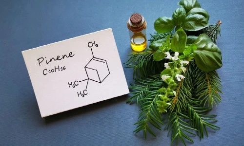 Chemical Structure of the cannabis terpene Pinene is drawn on a card. C10H16. the card sits near an arrangement of a pine branch, basil and cannabis oil. 
