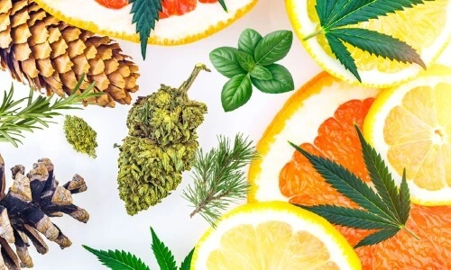 A collage of pine, cannabis, basil, lemons and orange slices show where you can fine the pinene terpene.
