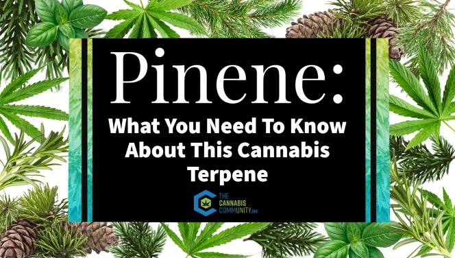 Pinene: What you need to know about this cannabis terpene