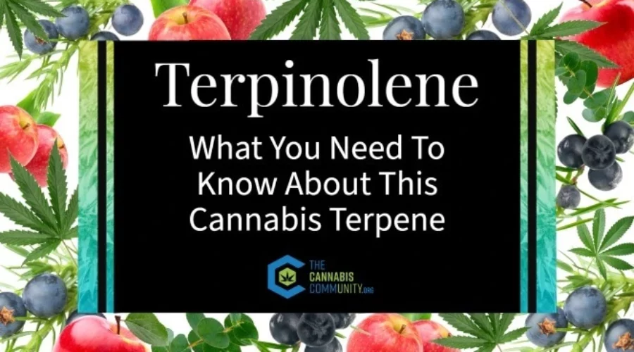 Terpinolene: What You Need To Know About This Cannabis Terpene