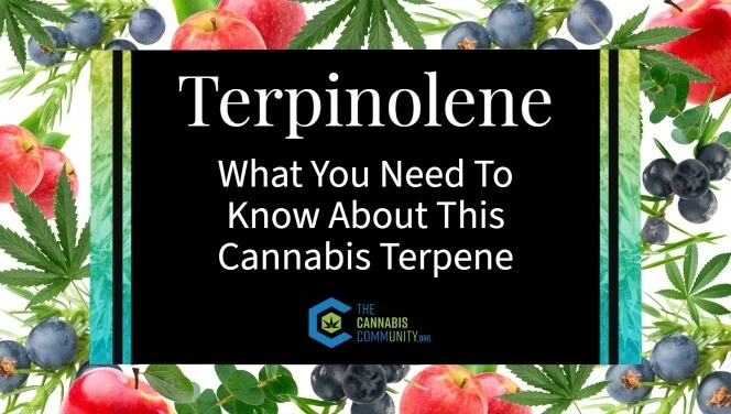 Terpinolene; what you need to know about this terpene