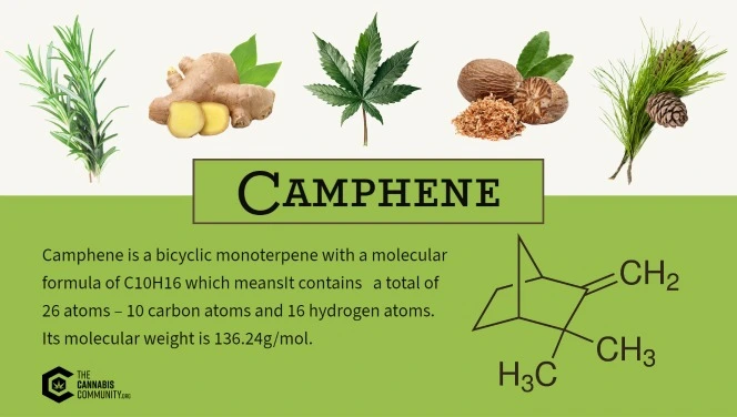 Rosemary, ginger , cannabis leaf, nutmeg, and pine are shown above the chemical structure drawing of camphene terpene. Text reads: Camphene is a bicyclic monoterpene with a molecular formula of C10H16 which means  It contains a total of 26 atoms – 10 carbon atoms and 16 hydrogen atoms. Its molecular weight is 136.24g/mol. 