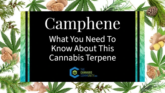 Text reads: Camphene; What you need to know about this cannabis terpene. The background is a collage of cedar , ginger, nutmeg, pine , and cannabis leaves.