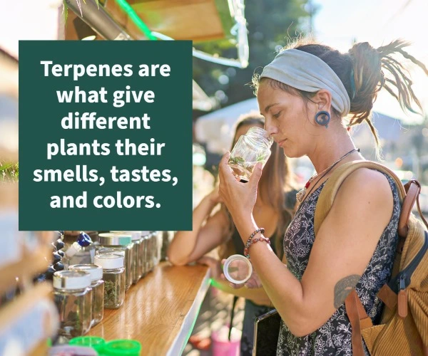 A woman holds a glass jar close to her nose to smell caryophyllene terpenes. Text reads: Terpenes are what give different planys their smells, tastes and colors. 
