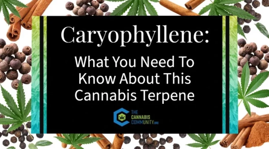 Unlocking the Secrets of Caryophyllene: The Cannabis Terpene You Should Know About