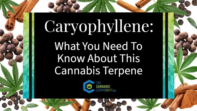 Caryophyllene: What you need to know about this cannabis terpene article cover