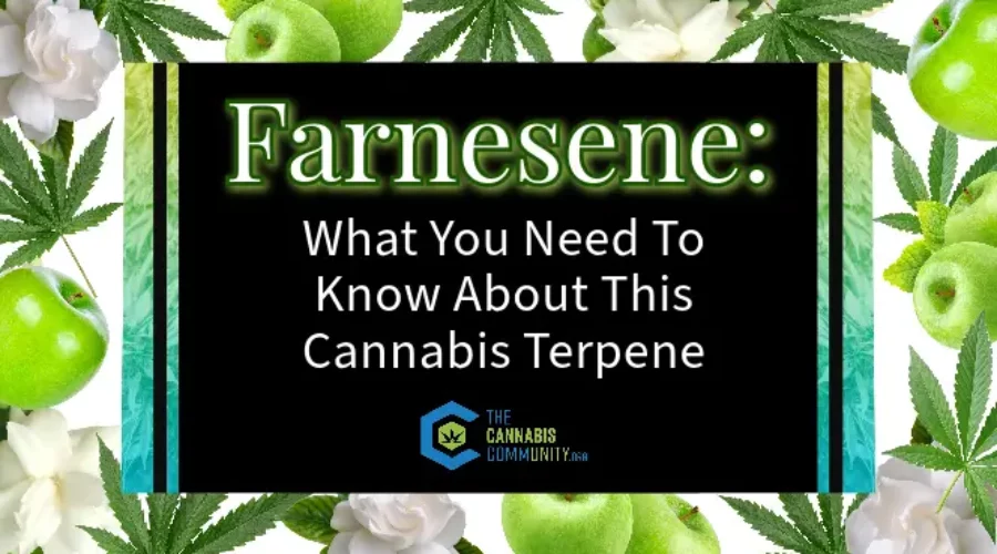 Farnesene: What You Need To Know About This Cannabis Terpene