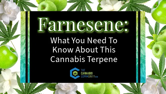 Farnesene: What you nned to know about this cannabis terpene deep dive article.