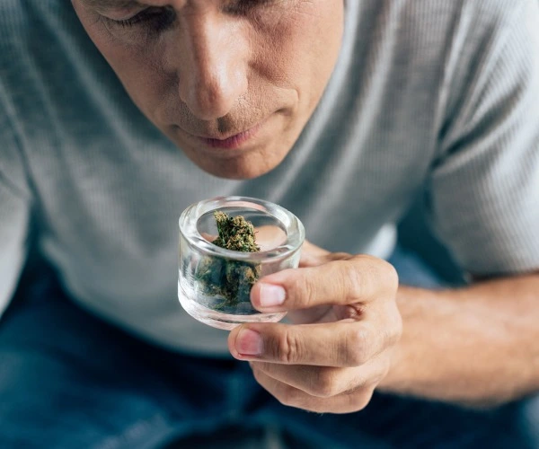 A man holds a glass cup of green cannabis bud close to his nose to smell the cannabis terpene Myrcene. 