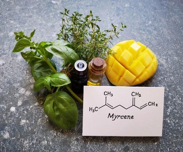 Basil, thyme, cannabis, essential oil and mango are on a marble counter next to to a drawing of the cheimical structure of the terpene Myrcene.