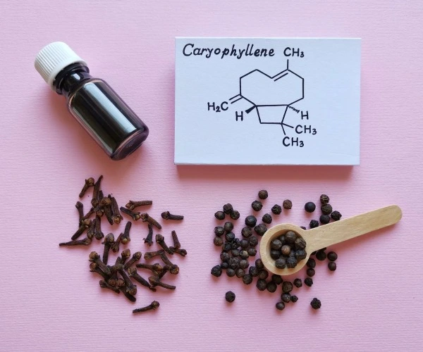A cannabis oil bottle, cloves and allspice are spread on a pink sheet of paper next to a drawing of the chemical structure of Caryophyllene terpene. 