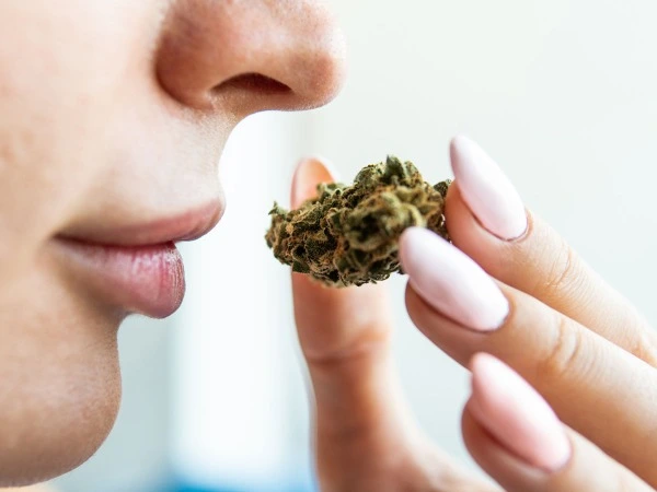 A woman holds up a green cannabis bud close to her nose to smell the terpinolene terpene. 