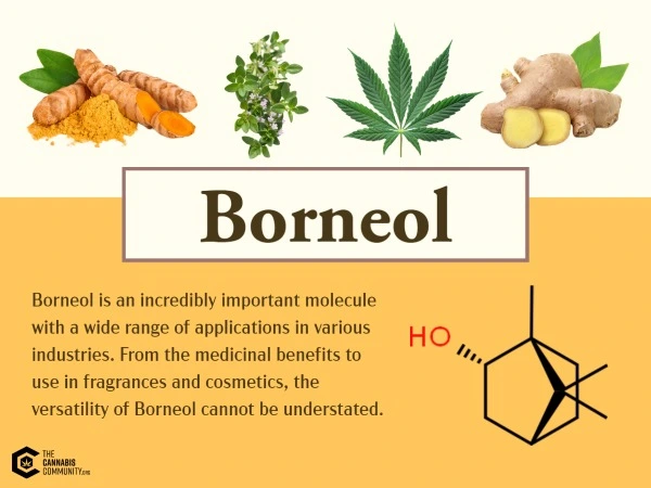 Infographic showing the chemical structure of Borneol cannabis terpene. Across the top are tumeric, thyme, cannabis and ginger root. A drawing of the chemical stucture is shown on an earthy yellow backdrop. Text sums up that versatility of borneol cannot be understated.