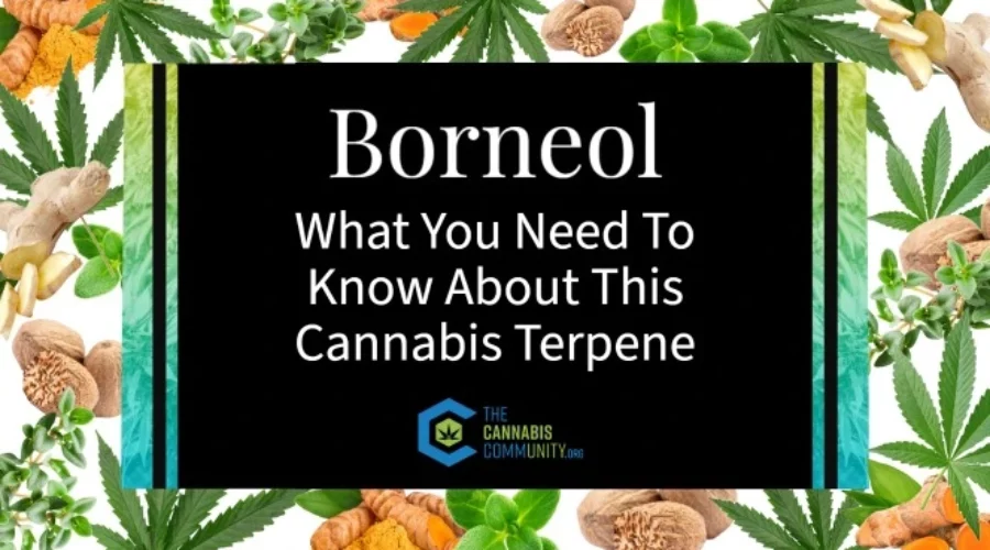 Borneol: What You Need To Know About This Cannabis Terpene