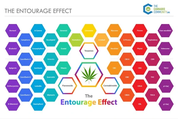 The entourage effect. A rainbow of colored hexagons each named with a flavonoid, terpene, or cannabinoids are arranged to show how all compounds work together in full spectrum cannabis.
