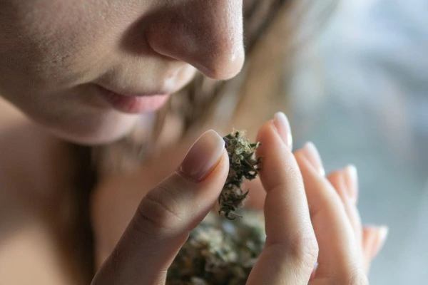 A woman is holding a green marijuana / cannabis bud in her hand and smelling the terpene aroma.