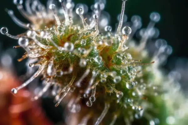 A macro picture of cannabis trichomes. Terpenes and other plant chemicals are concentrated in these sticky glands of plants. 
