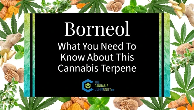 Borneol what you need to know about this cannabis terpene.