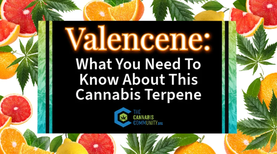 Valencene: What You Need To Know About This Cannabis Terpene