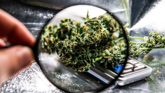 A magnifying glass with a close up of a cannabis bud on a scale against an aluminum background