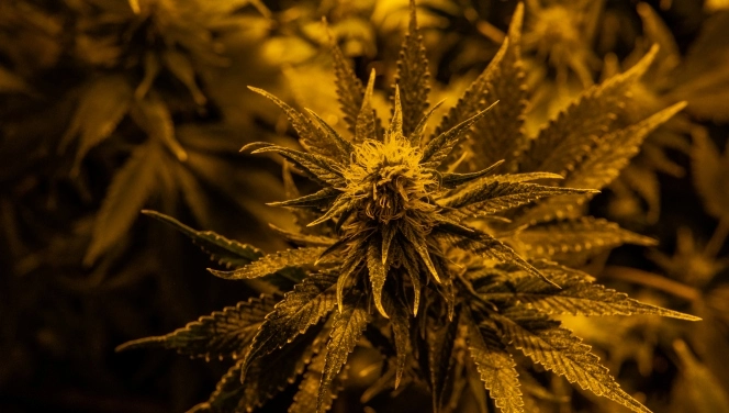 A close up shot of a marijuana plant budding, with a peppery smell due to the caryophyllene terpene