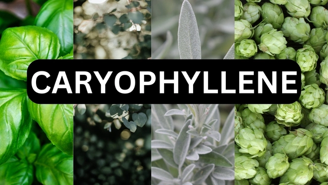 The word Caryophyllene is on a background that has basil, sage, eucalyptus and hops.