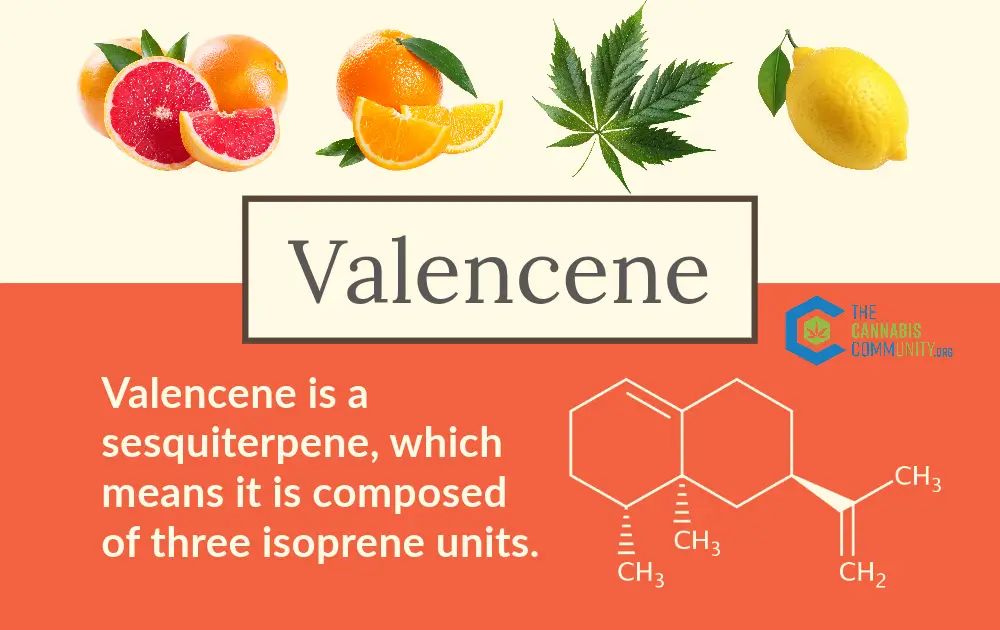 The chemical structure of Valencene infographic. Valencene is a sesquiterpene, which means it is composed of three isoprene units. 