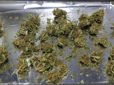 Cannabis flower spread out on a foil lined baking sheet ready to decarb in an oven.