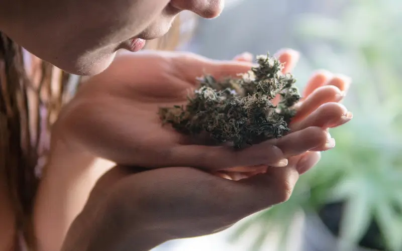 A woman hold cannabis flower in her hands to smell the terpenes. 
