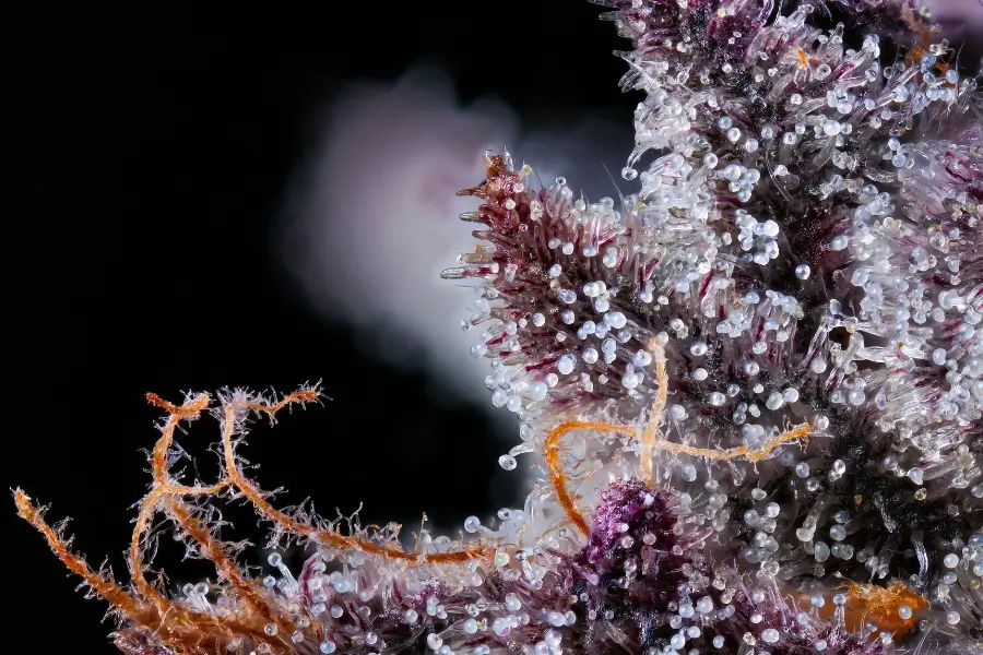 A close up of cannabis trichomes where the farnesene terpene is found on cannabis plants. 